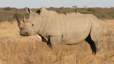 Khama Rhino Sanctuary - Drive Botswana