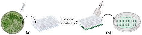 Life | Free Full-Text | Rapid and Efficient Colony-PCR for High Throughput Screening of ...