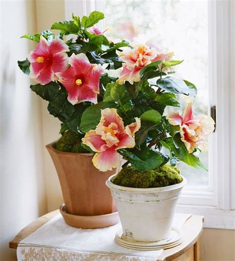 The Secrets to Growing Hibiscus Indoors | Indoor flowers, Plants, Easy house plants