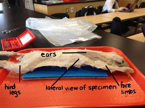 Dissection Procedure - Investigating Thermoregulation in the Rabbit ...