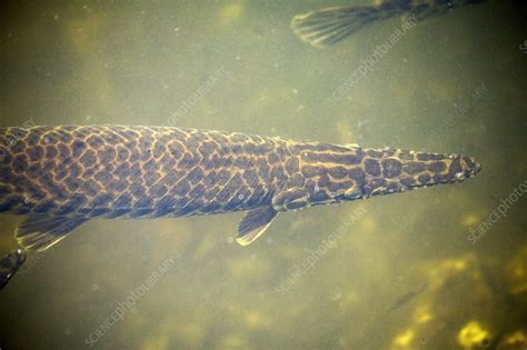 Florida gar - Stock Image - Z605/1880 - Science Photo Library