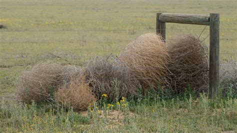 New tumbleweed species is taking over California | Science | AAAS