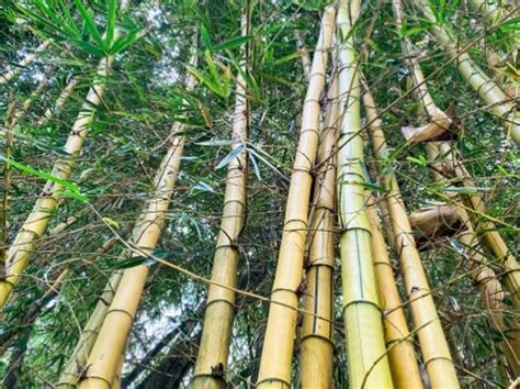 Bamboo Identification Guide