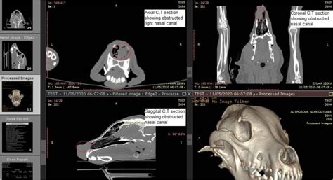 Nasal Squamous Cell Carcinoma in Golden retriever dog – Vetrainorg