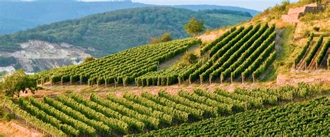 Tokaj Wine Region, Hungary | Winetourism.com