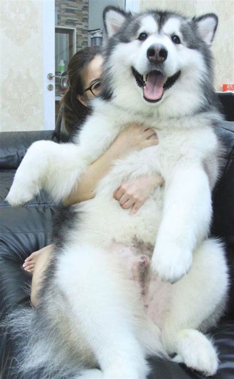 40 Fotos De Malamutes-Do-Alasca Sendo Os Maiores Fofos | Malamute ...