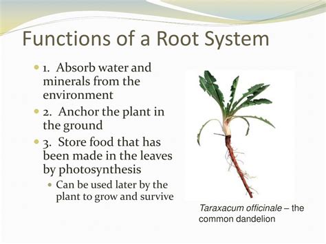 PPT - Understanding Root Anatomy PowerPoint Presentation, free download ...