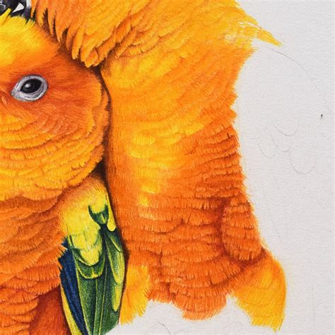 How to draw parrot feathers with colored pencil | Parrot drawing, Parrot feather, Parrots art