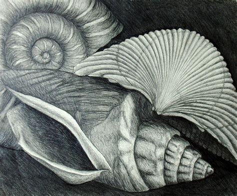 Shells by Nancy Mueller | Shell drawing, Seashell drawing, Life drawing