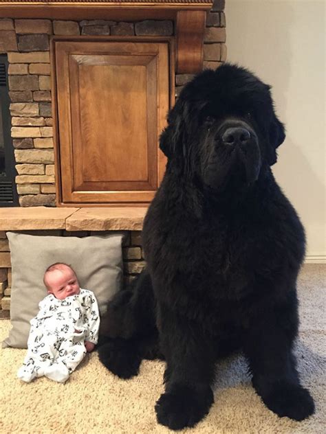 18 Funny Photos That Show Just How Enormous Newfoundland Dogs Can Be