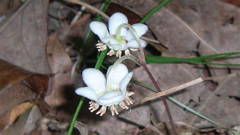 Dragon’s tongue | plant | Britannica