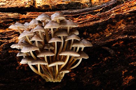 How to Photograph Fungi | Nature TTL