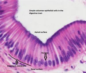 Organisation of cells animal tissues - Karnataka Open Educational Resources