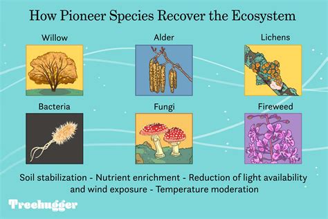 What Is a Pioneer Species? Definition and Examples