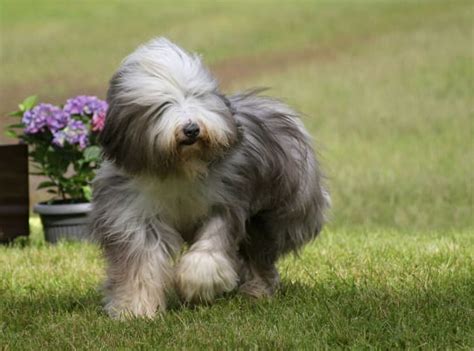 Bearded collie grooming i pielęgnacja psów, strzyżenie w Warszawie