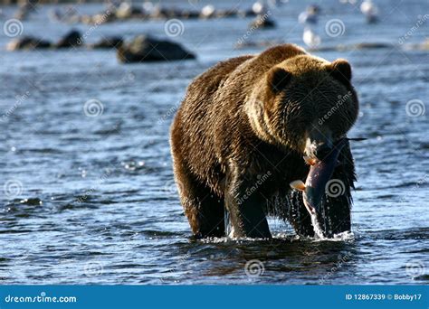 Brown Bear on Kodiak Island Stock Image - Image of fang, natural: 12867339