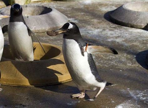 Live Penguin Cam | RZSS Edinburgh Zoo | Edinburgh Zoo Edinburgh Zoo ...