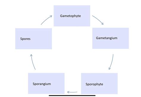 Complete the life cycle diagram below by sketching and labeling the following: sporophyte ...