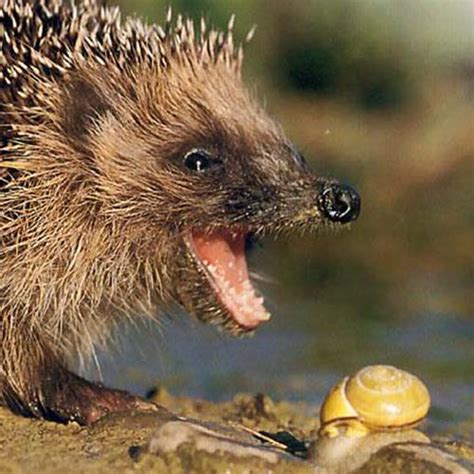 De egel - Egelbescherming Nederland