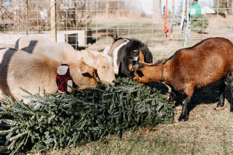 Philly Goat Project: Watch your Christmas trees become goat snacks – Metro Philadelphia