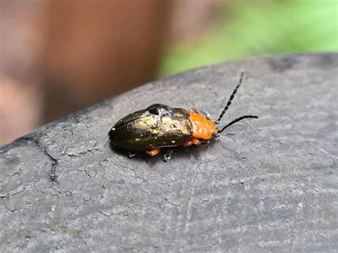 Leaf Beetles - ClimateWatch Australia- Citizen Science App