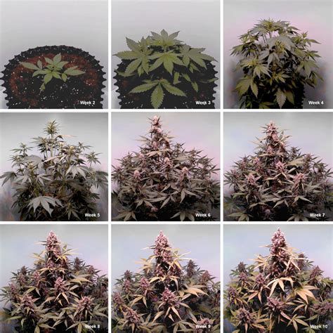 Cannabis Flowering Stage How-to Guide | Dutch Passion