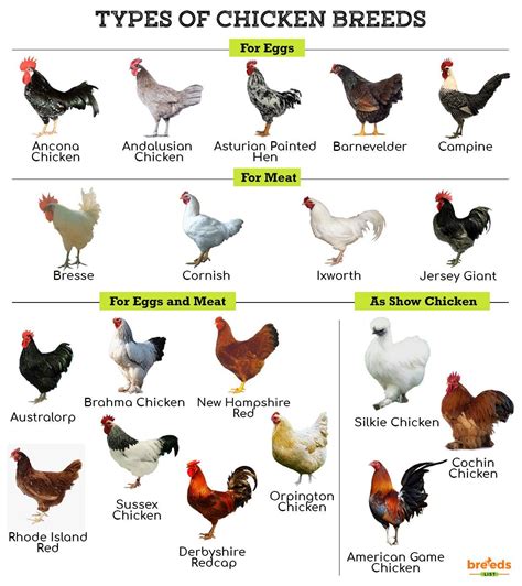 Basic Types Of Poultry Breeds For Backyard Chickens The Poultry Guide ...