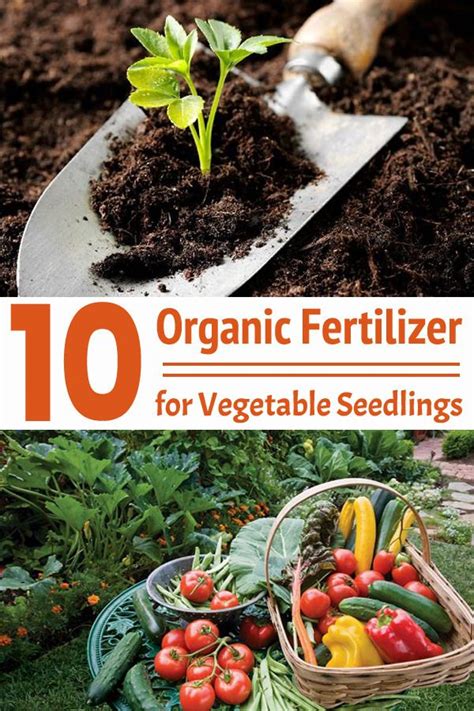 10 Organic Fertilizer for Vegetable Seedlings! | Organic fertilizer for ...