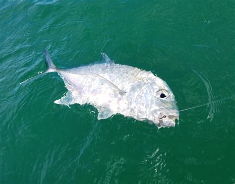 Big papio still around, just harder to find - Hawaii Nearshore Fishing