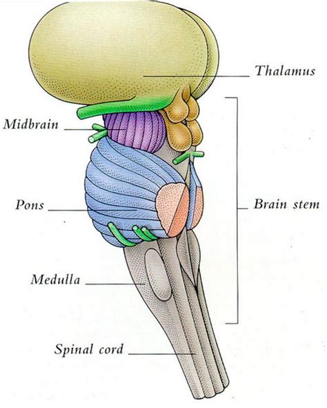 Pin on Music + Brain (Psychology, Neurobiology)