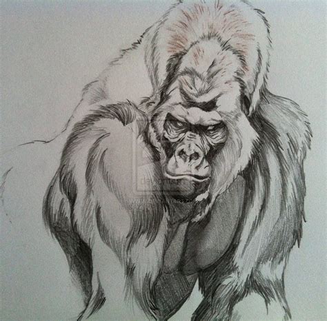 22+ Drawing A Gorilla - AnupeTaylan