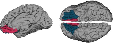 Ventrolateral Prefrontal Cortex