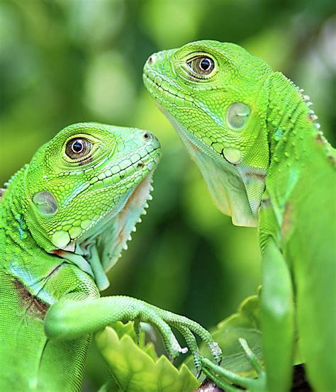 Baby Iguanas Photograph by Patti Sullivan Schmidt | Pixels