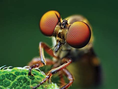 3840x2890 fly 4k hr wallpaper | Macro photography insects, Insect ...