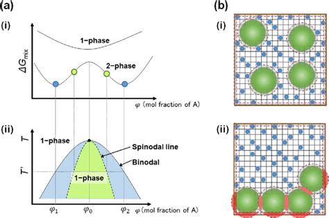 The basic mechanism of phase separation. (a) (i) The Gibbs energy ...