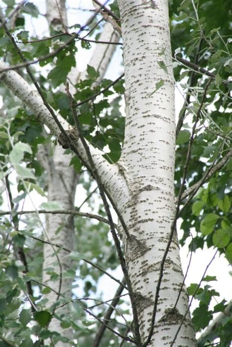 Populus alba - Alchetron, The Free Social Encyclopedia