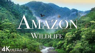 Download audio mp3 Amazon Wildlife In 4K - Animals That Call The Jungle Home | Amazon Rainforest ...