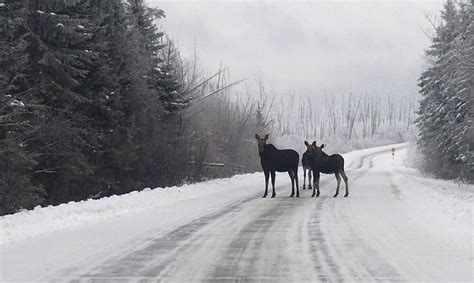 Voyageur Crew Enjoys Winter | Boundary Waters Blog