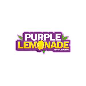 Purple Lemonade Auto - Flora Urbana