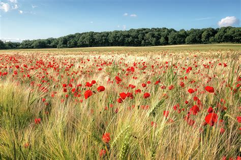 Wild Flower Poppy Field Red Landscape Photograph by Ben Robson Hull Photography - Pixels