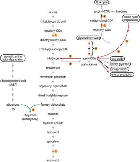 Leucine catabolism, mevalonate pathway and ubiquinone biosynthesis... | Download Scientific Diagram