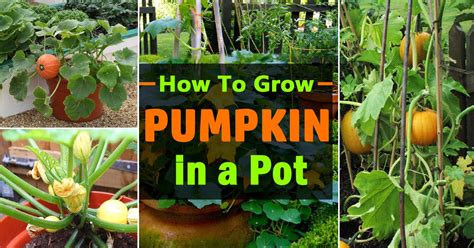 growing sugar pumpkins in containers