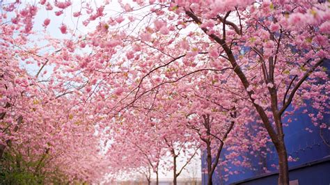 Japanese Cherry Blossom Wallpaper 1920x1080 (59+ images)