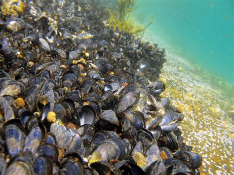 Microplastics found in 4 of 5 bivalve species investigated in Nordic waters