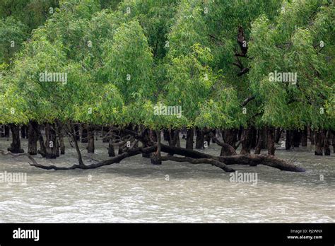 View of the Sundarbans mangrove forest during high tide. Bangladesh ...