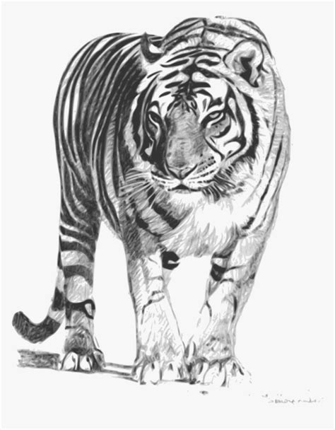 Bengal-tiger - Royal Bengal Tiger Sketch, HD Png Download , Transparent Png Image - PNGitem