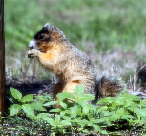 Parker's Barkers: Florida Fox Squirrel