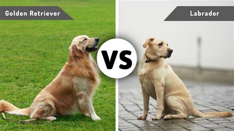 Golden Retriever vs. Labrador Retriever: Which Dog Breed Should You Get