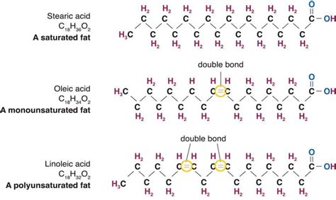 Saturated Fats: What You Need to Know - Medmunch