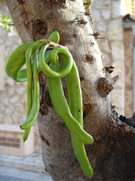 Polynesian Produce Stand : ~CAROB~ Ceratonia siliqua Rare Fruit Tree St Johns Bread LIVE Potd ...